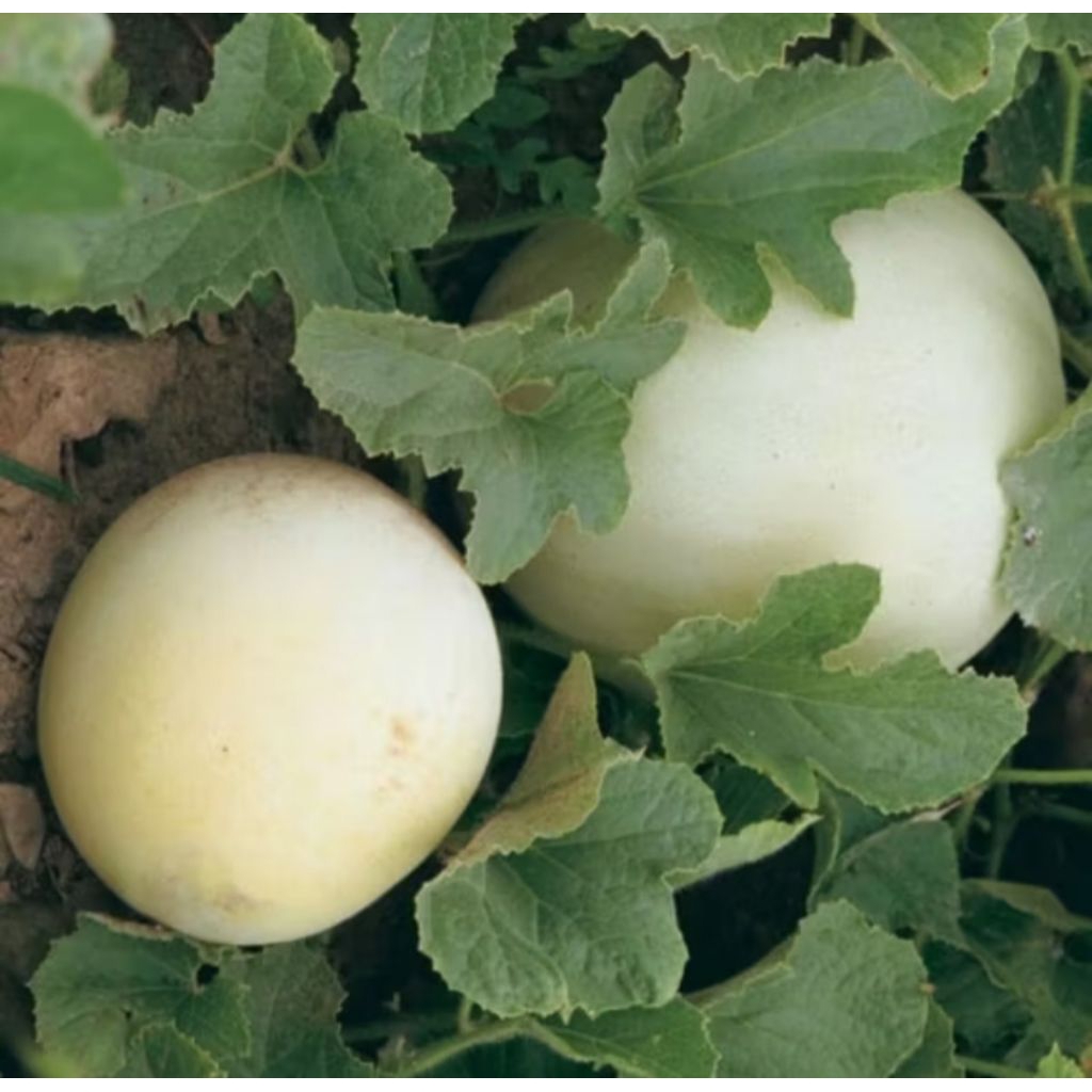 6 butir biji benih buah melon putih honeydew