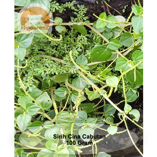 

Sirih Cina 100 Gram Tanpa Media Tanah