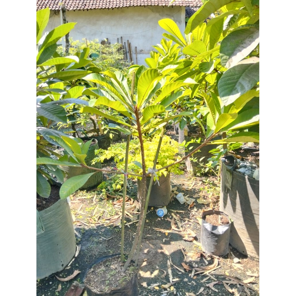 mamey sapote varian Keywest cangkok