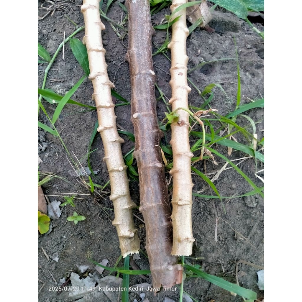 

Bibit Ketela / singkong ketan