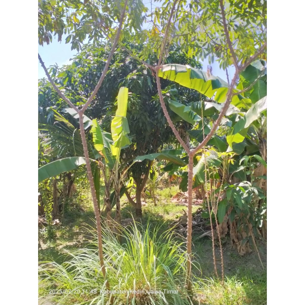 

Bibit singkong / ketela Gajah super asli Malang