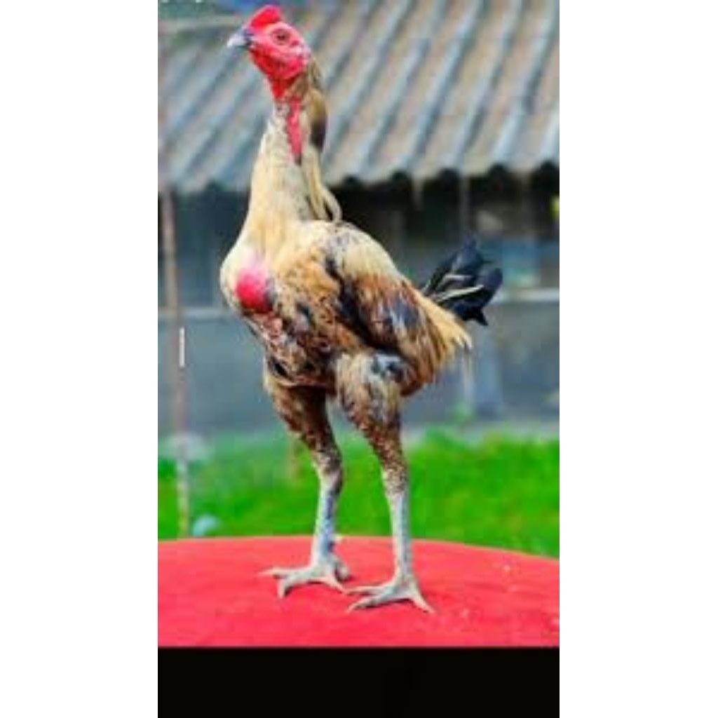 

paket hemat 5 Telur Ayam Pamangon Kuda Lari Fertil Buat ditetaskan