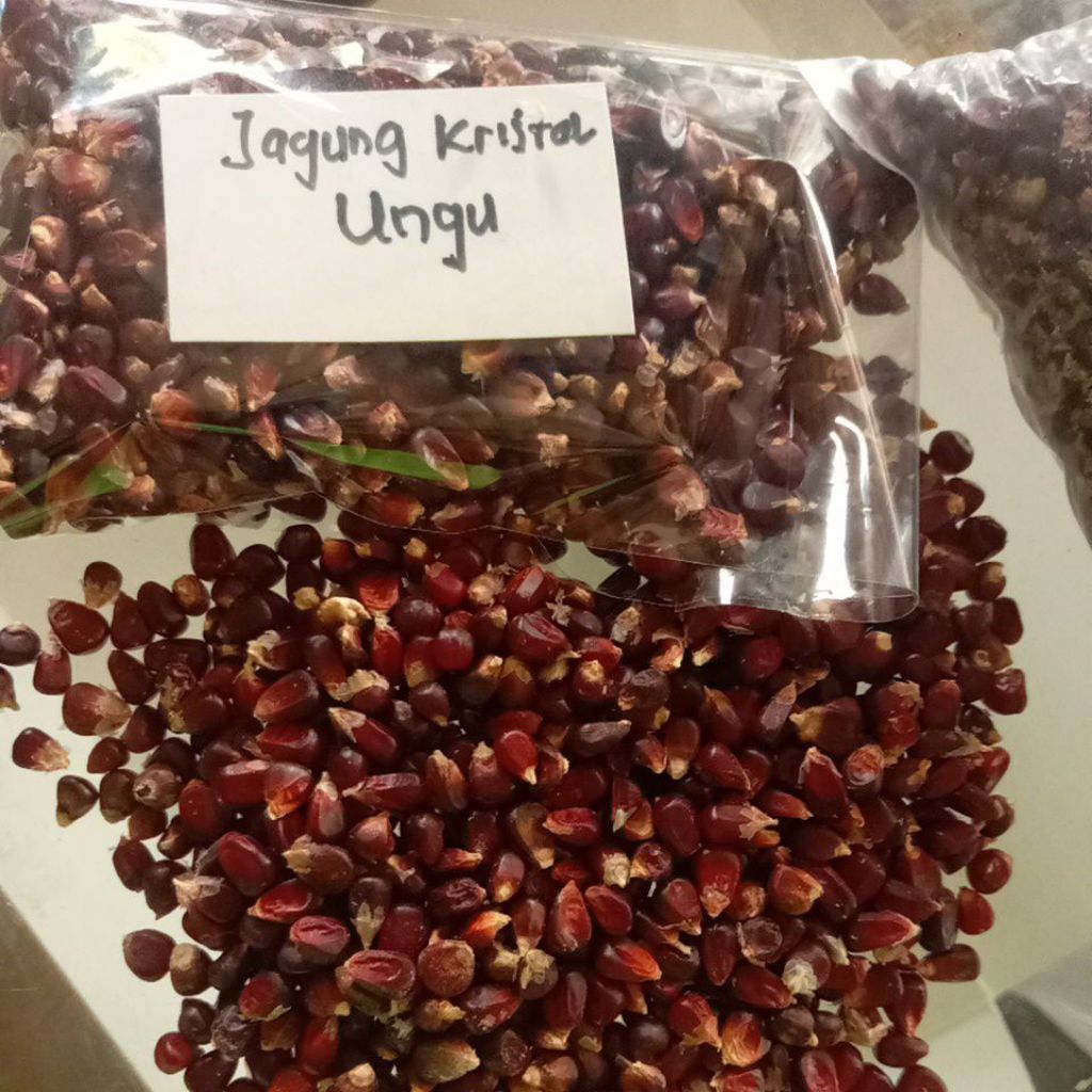 

jagung kristal hitam