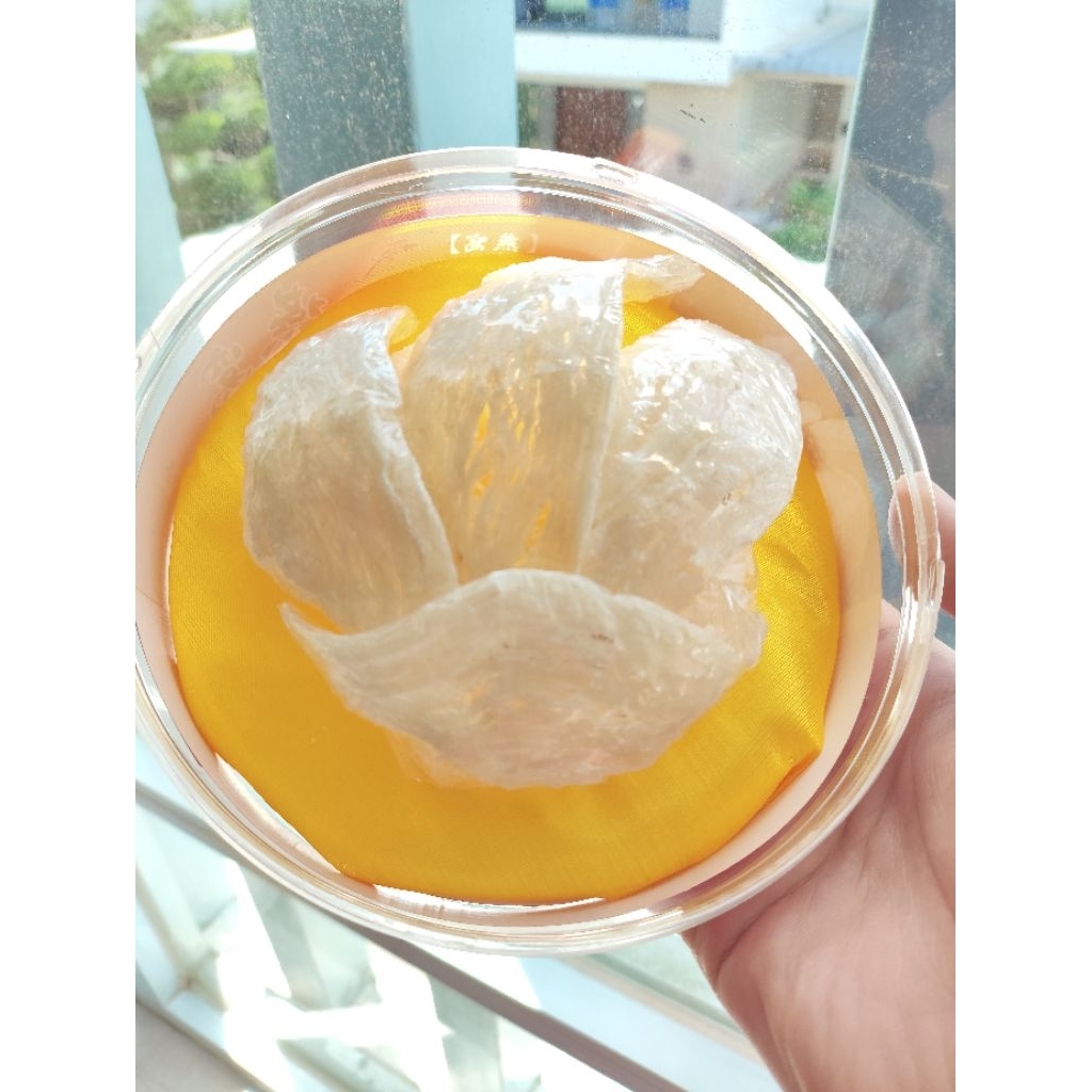 

Sarang burung walet 燕长/walet opi 25 gram