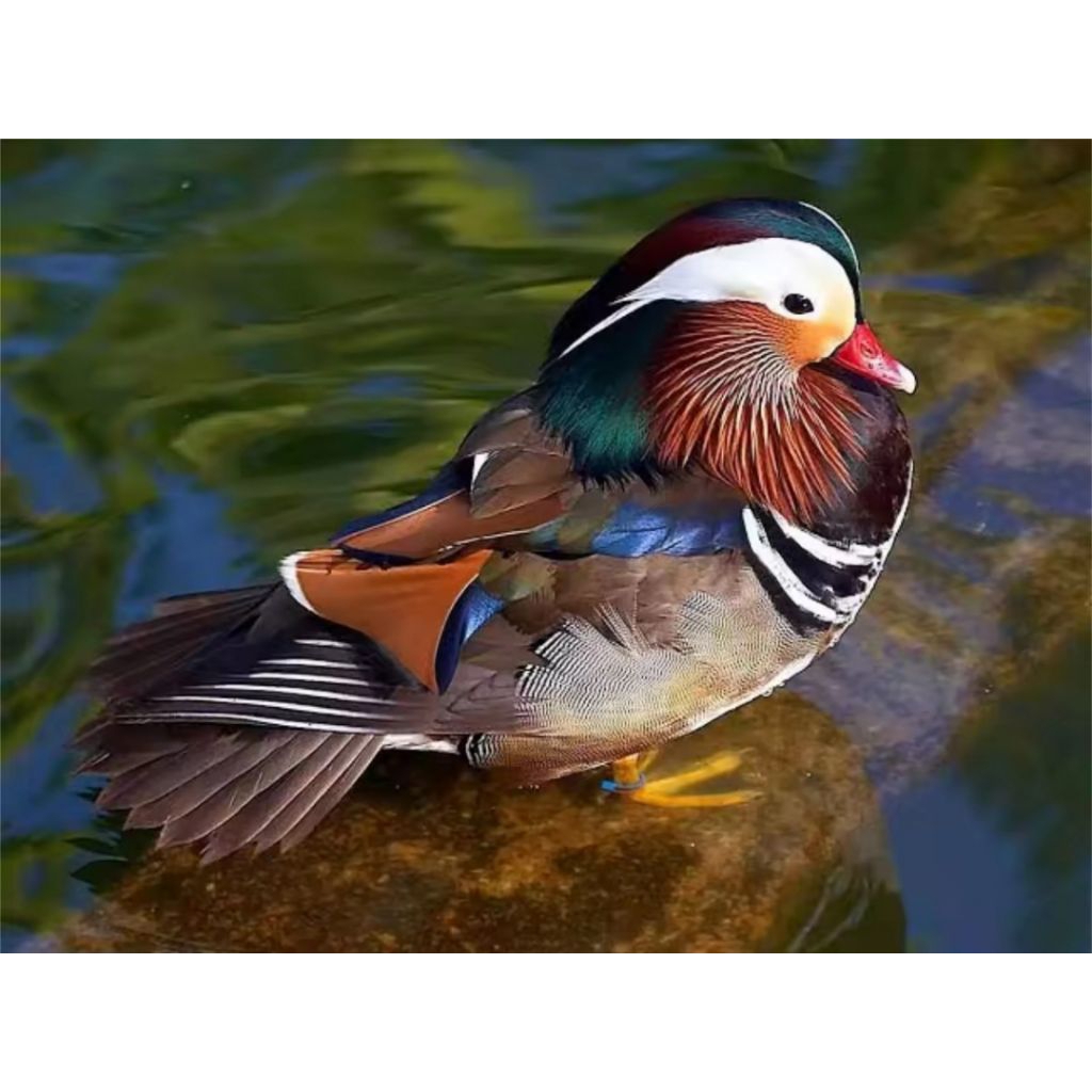 

telur fertil bebek Mandarin fertil siap ditetaskan