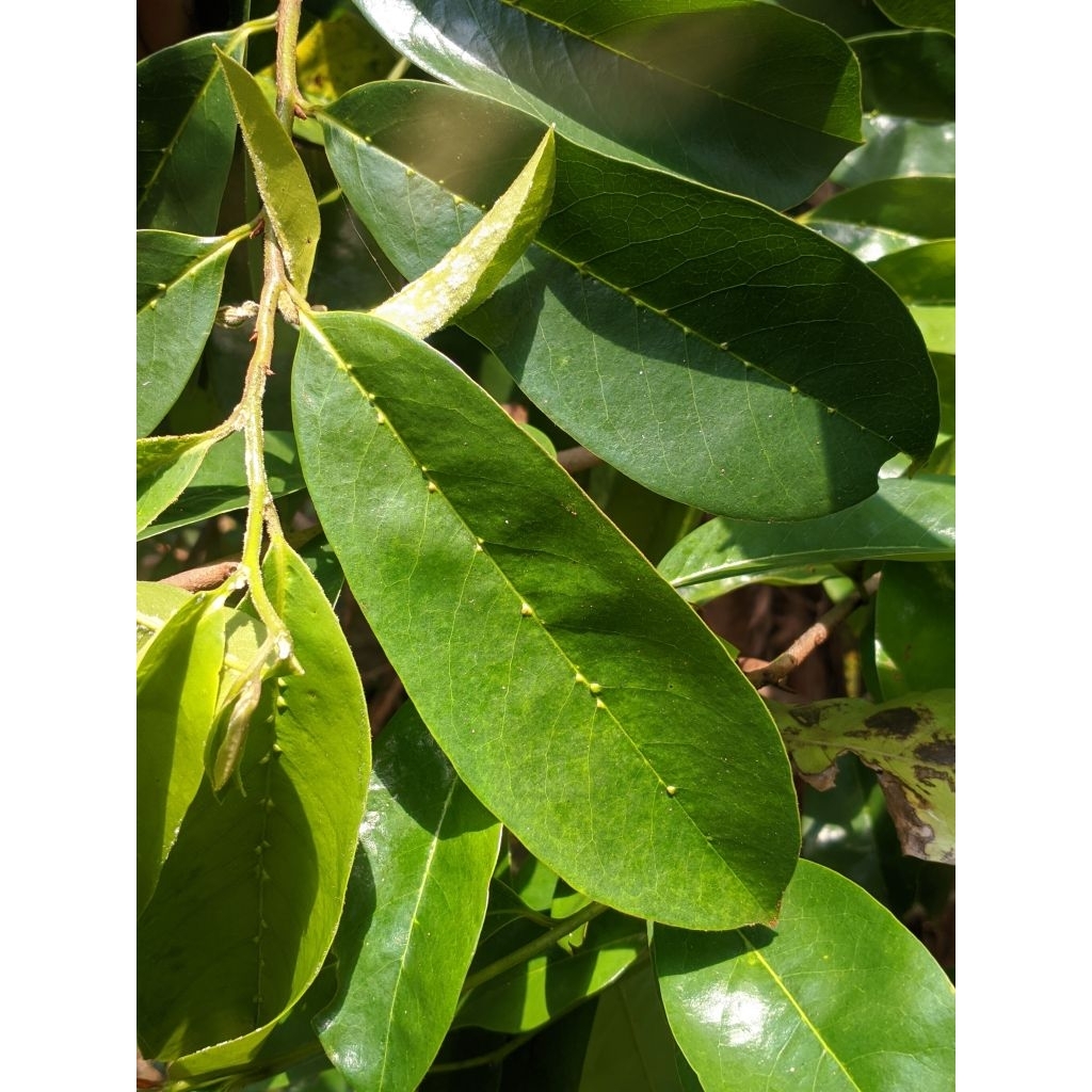 

daun sirsak press 100 lembar