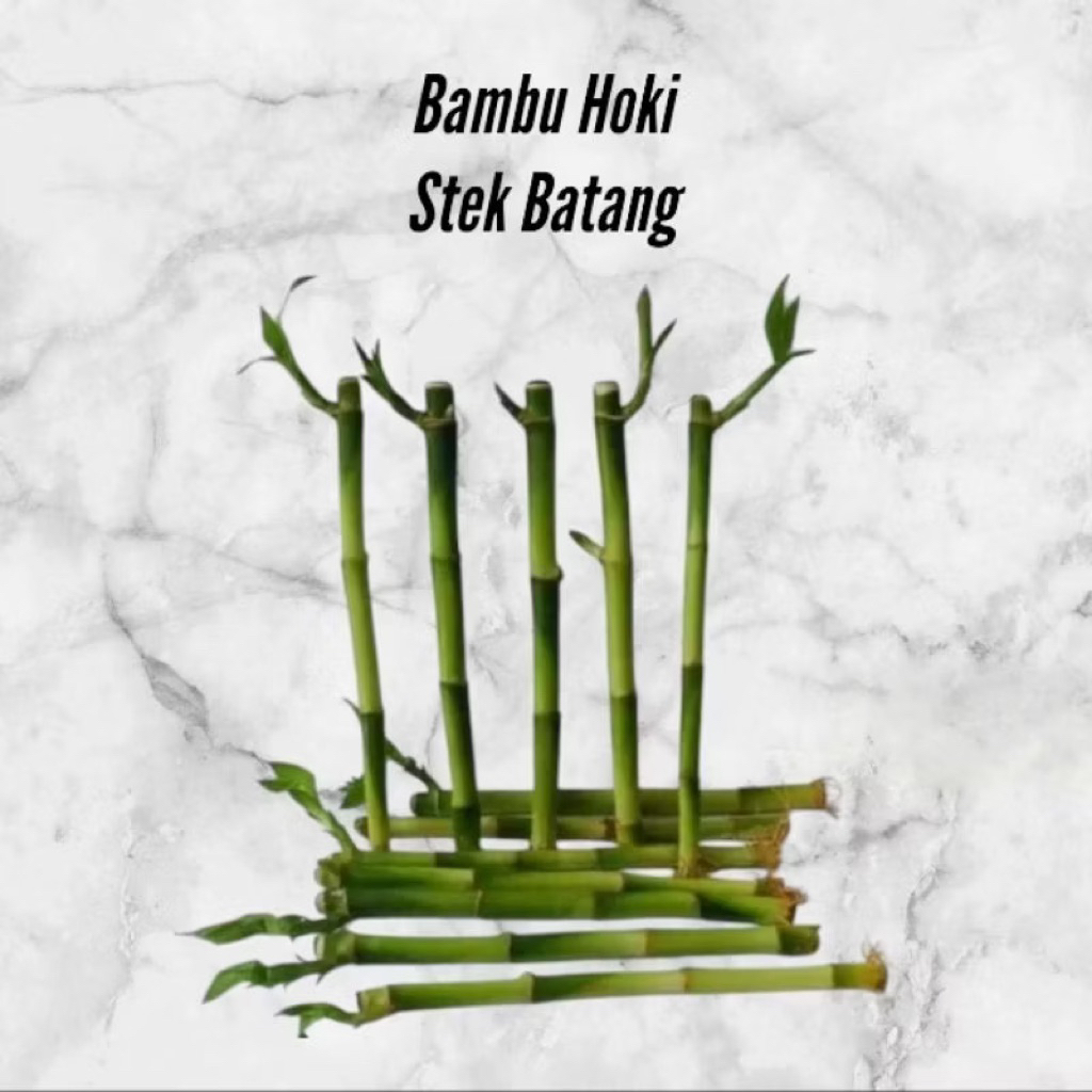 Bambu hoki lucky bamboo tanaman yang bisa hidup di air - Lucky bamboo bambu hoki