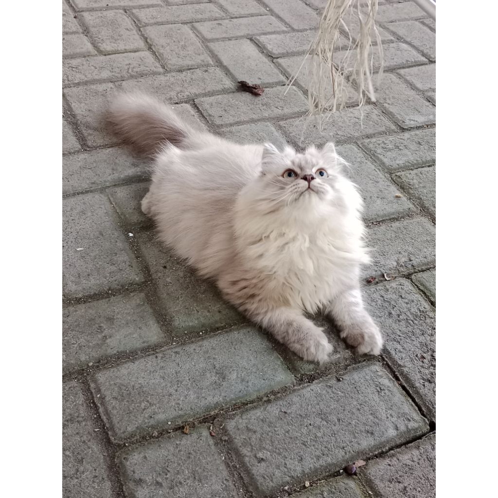 [ FREE ONGKIR & Keranjang ] Kucing Kitten Ragdoll x Norwegian Forest