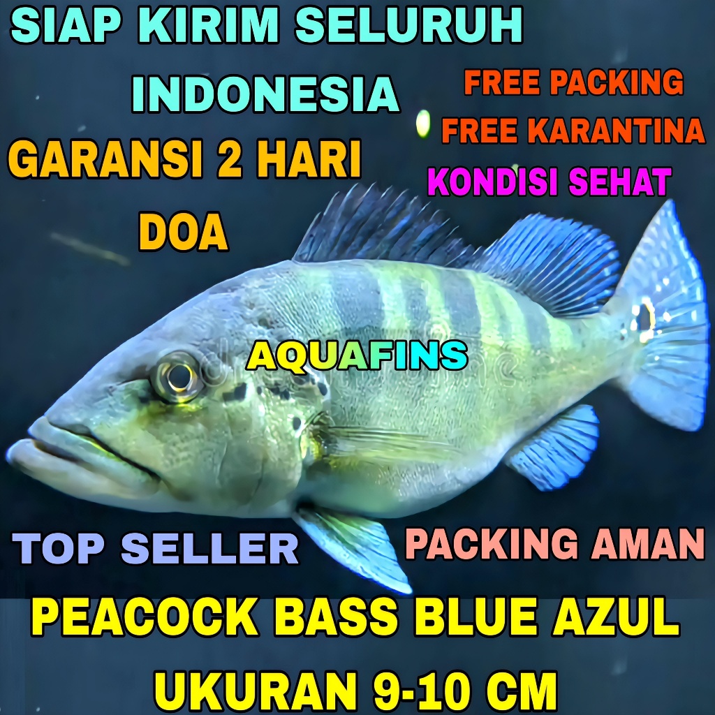 HIASAN CICHLID GOLDEN PEACOCK BASS CICHLA BLUE AZUL UKURAN 9-10 CM