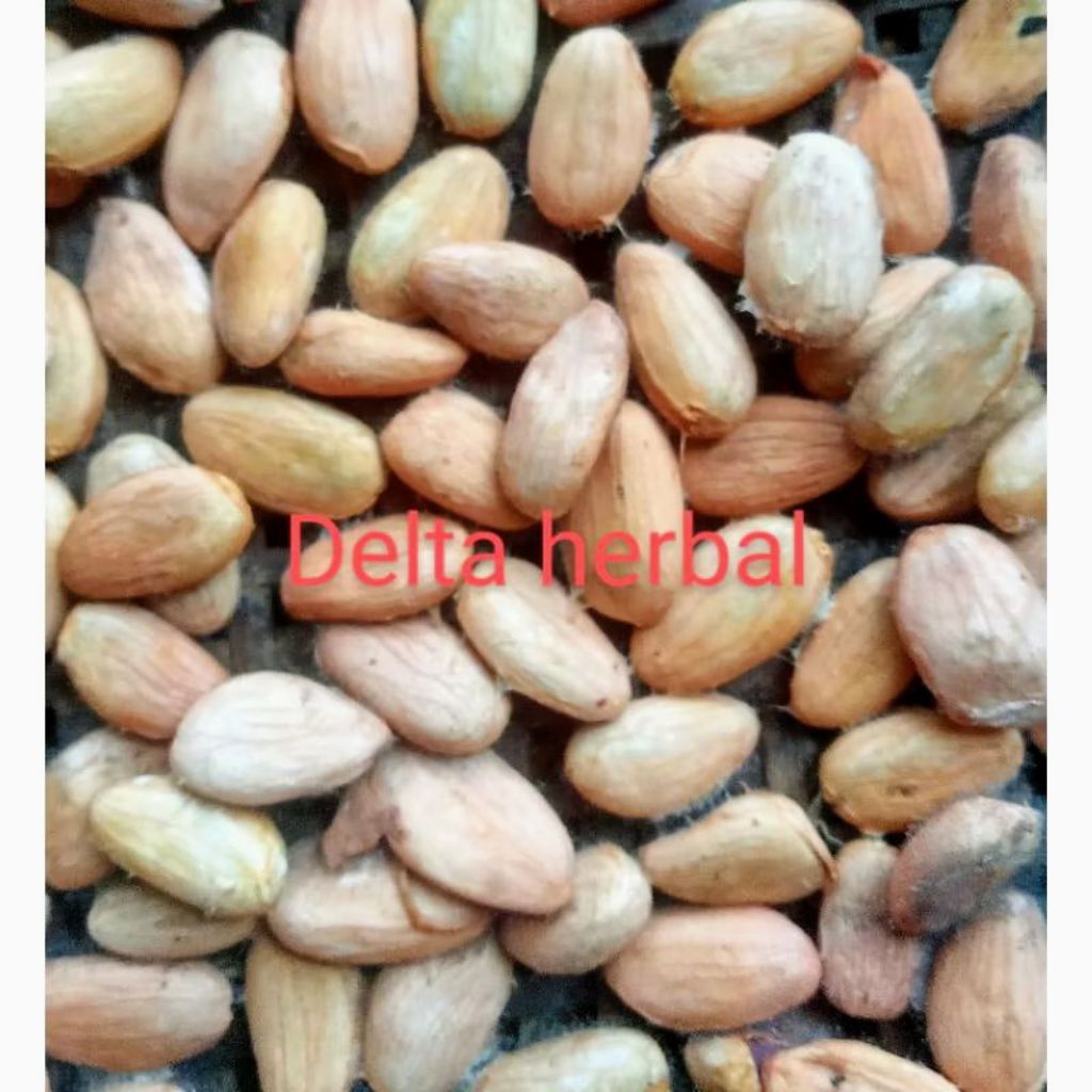 bibit kakao hibrida kuning biji tua