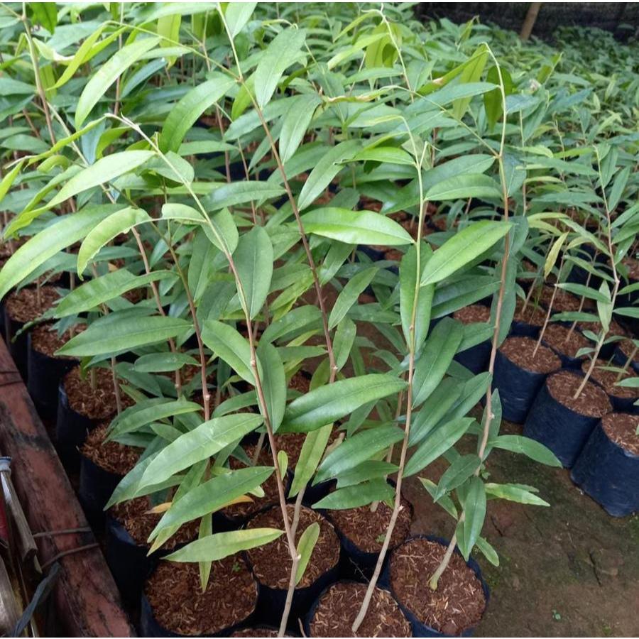 Bibit Pohon Gaharu Super