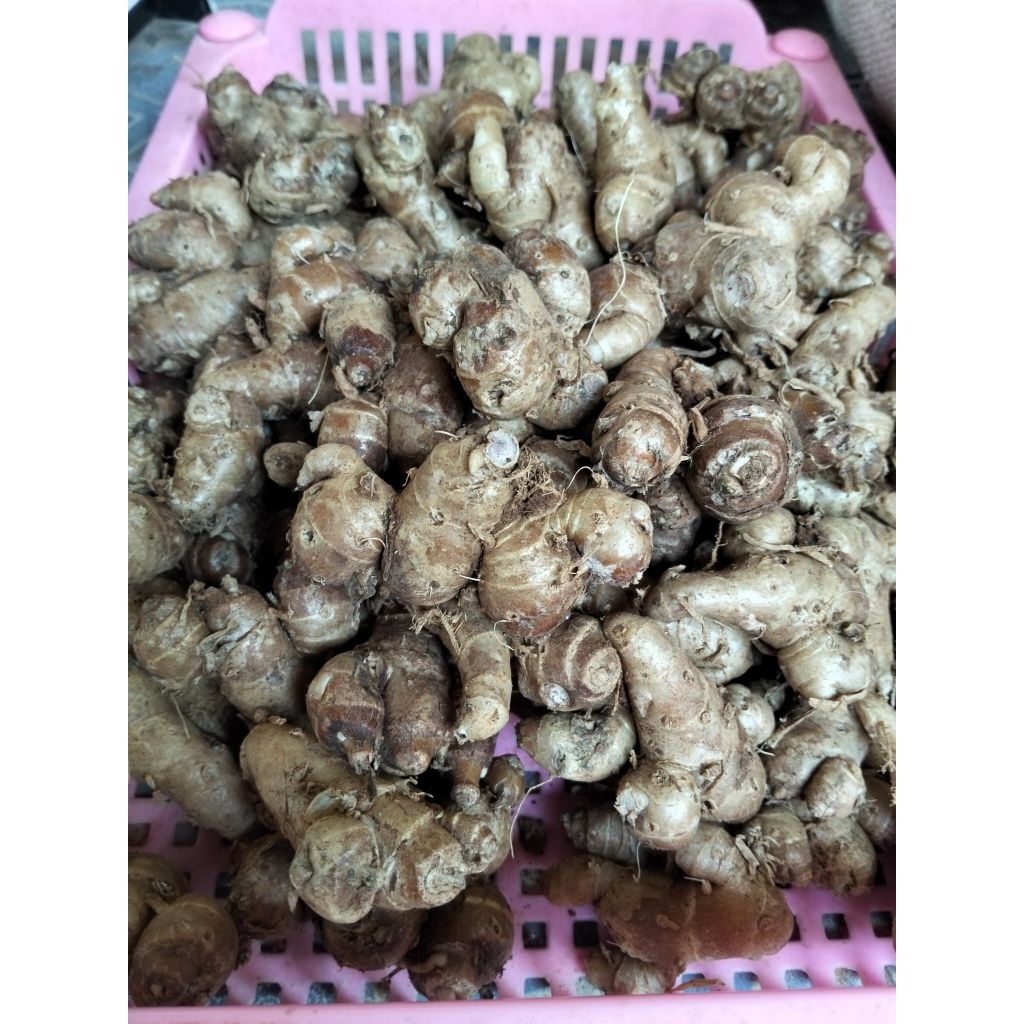 

Terlaris kencur 1kg kencur asli Boyolali besar besar fresh dan segar/bumbu seblak
