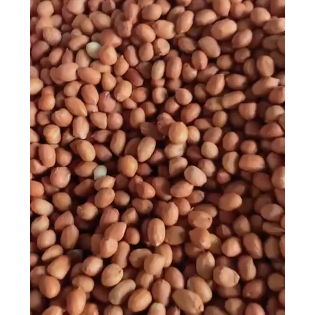 

kacang tuban premium
