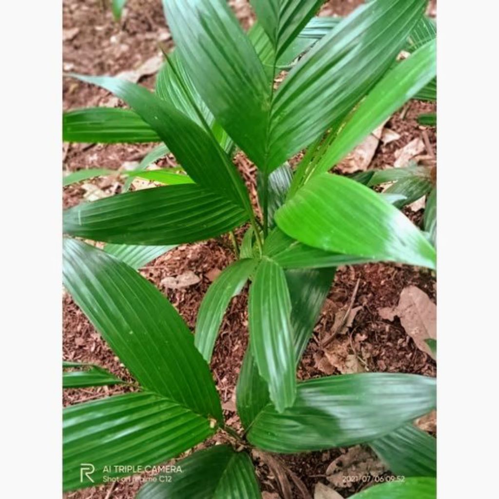 bibit pinang hibrida siap tanam buah besar hibrida