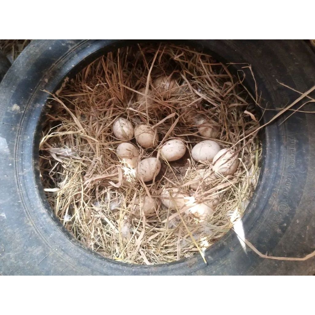 

telur entok / mentok jumbo fertil / dikonsumsi