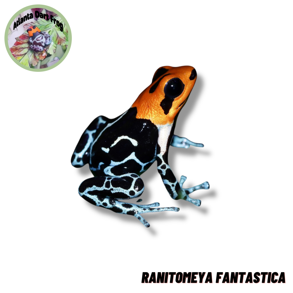 Dart Frog / Katak Panah Ranitomeya Fantastica Caynarachi