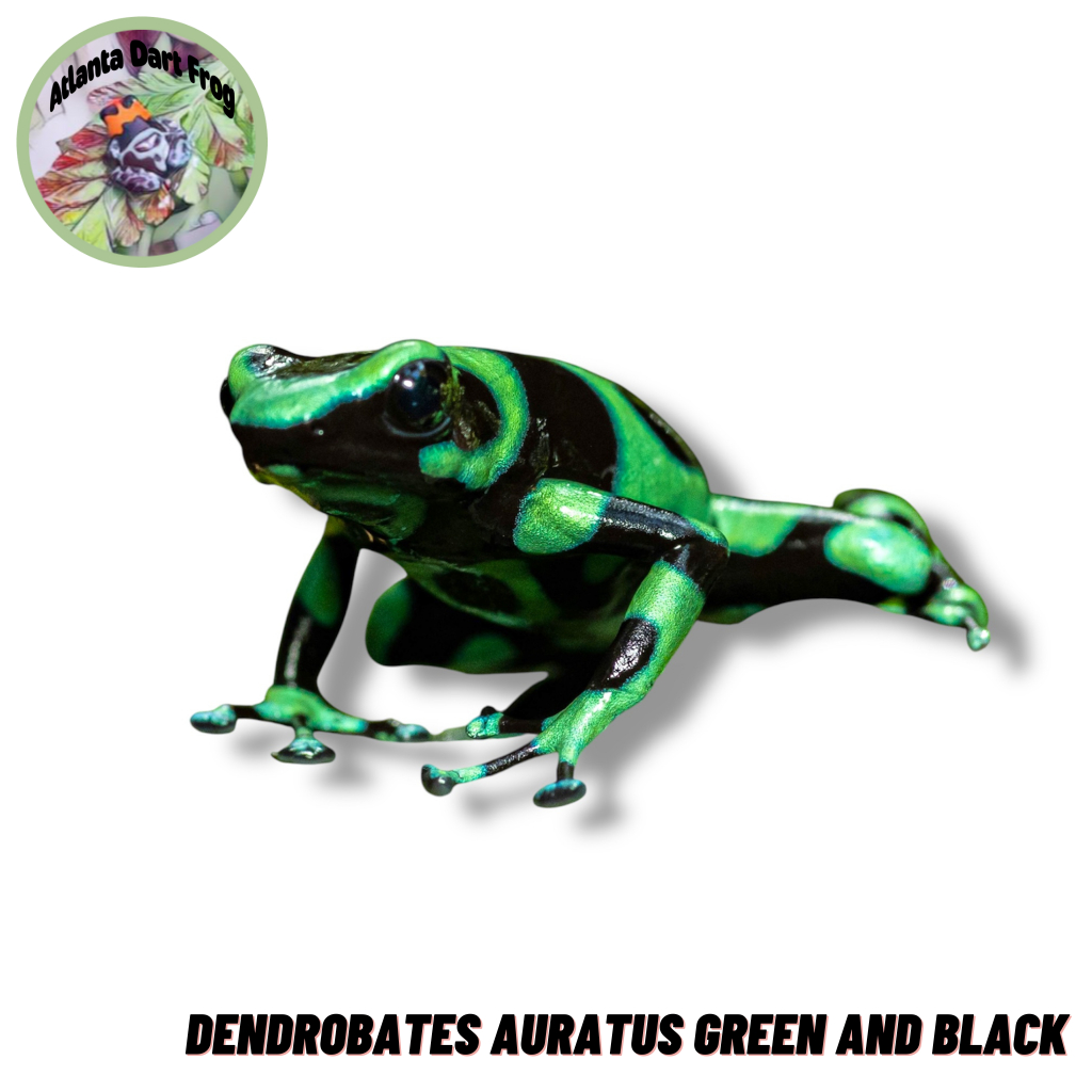 Dart Frog / Katak Panah Dendrobates Auratus Green and Black