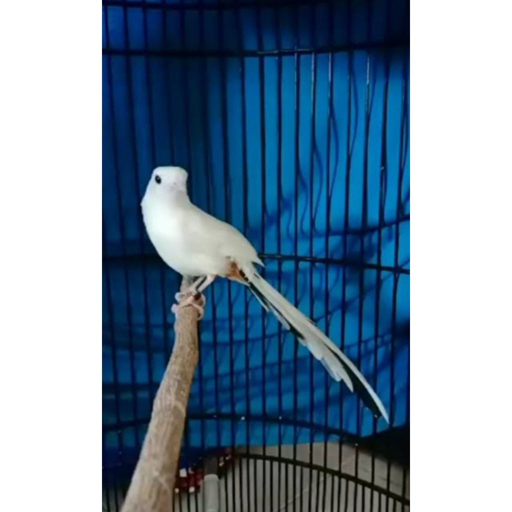 

Telur MURAI BATU PANDA super (siap mwnetas)