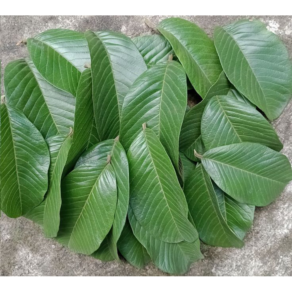 

DAUN JAMBU BIJI KHAS KALIMANTAN