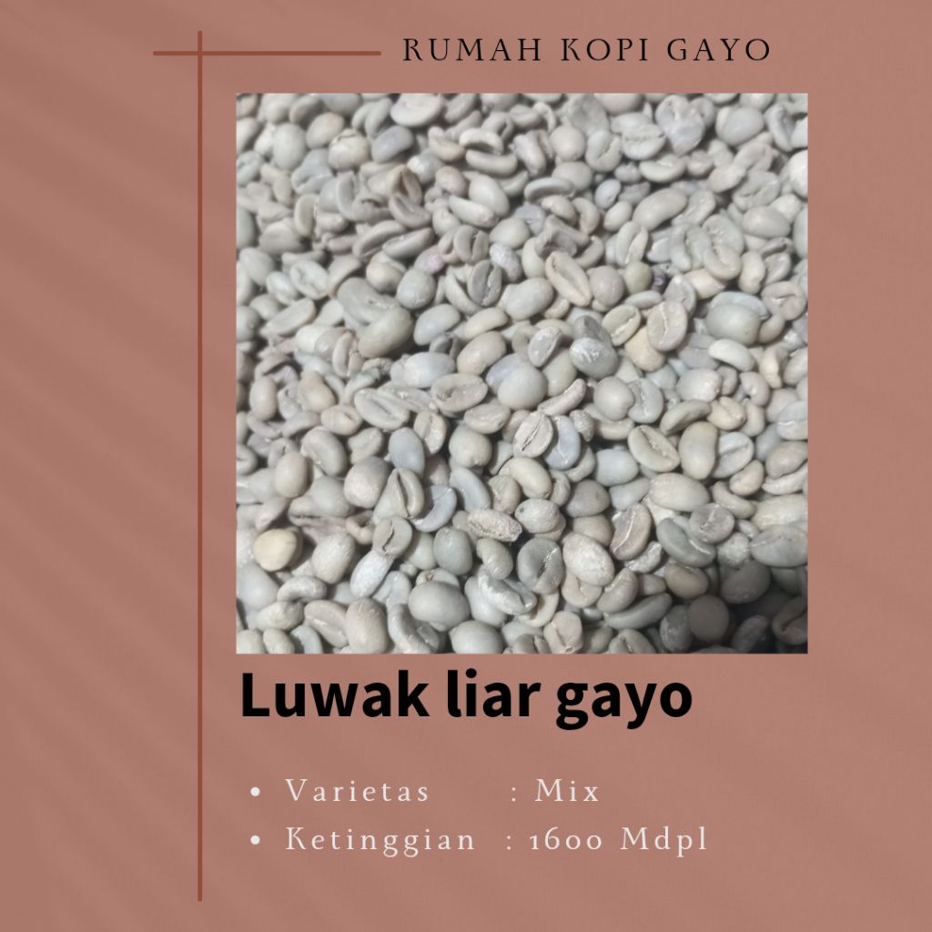 

Kopi Luwak Liar Gayo