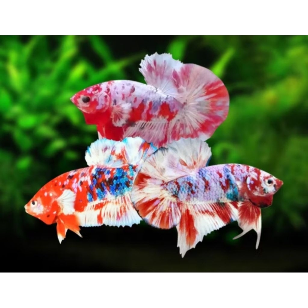 Cupang plakat BARONGSAI