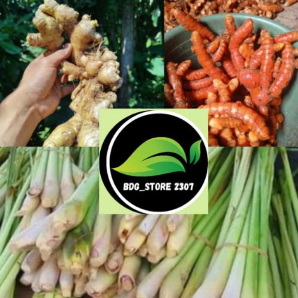 

PAKET KUMPLIT REMPAH SEGAR KUNYIT SERAI JAHE (1,KG)