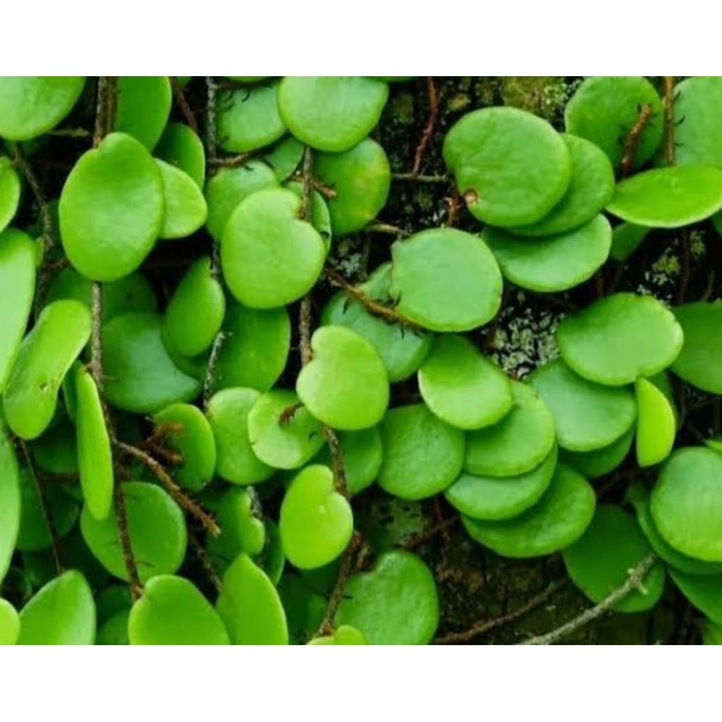 

Sisiknaga picisan segar alami 100 gram