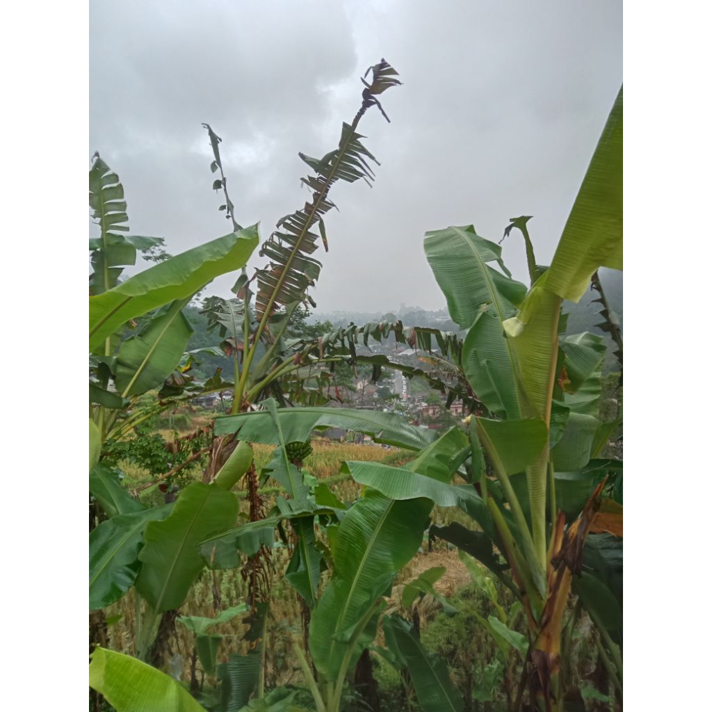 

Daun pisang pegunungan