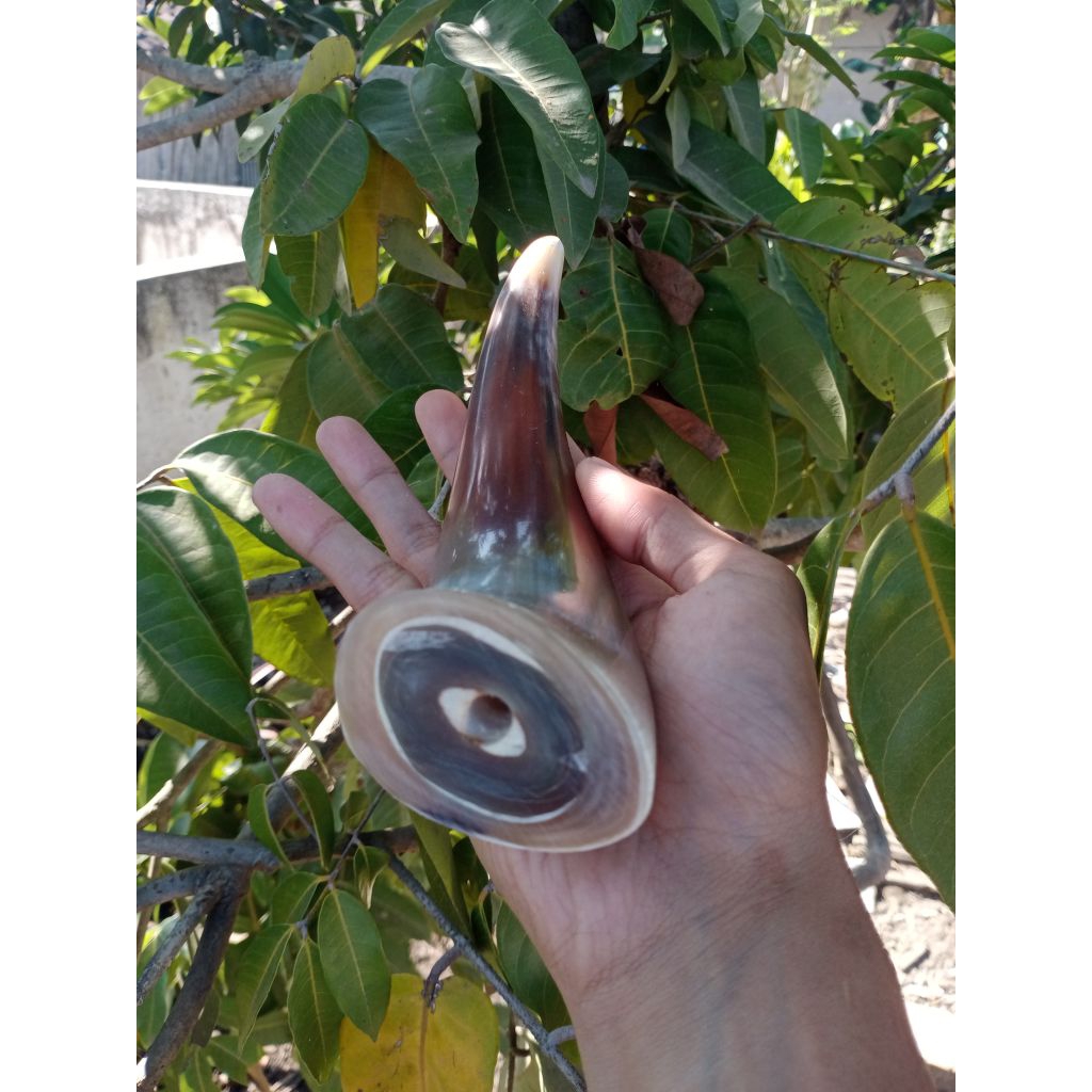 pipa 0nce tanduk kerbau super jumbo