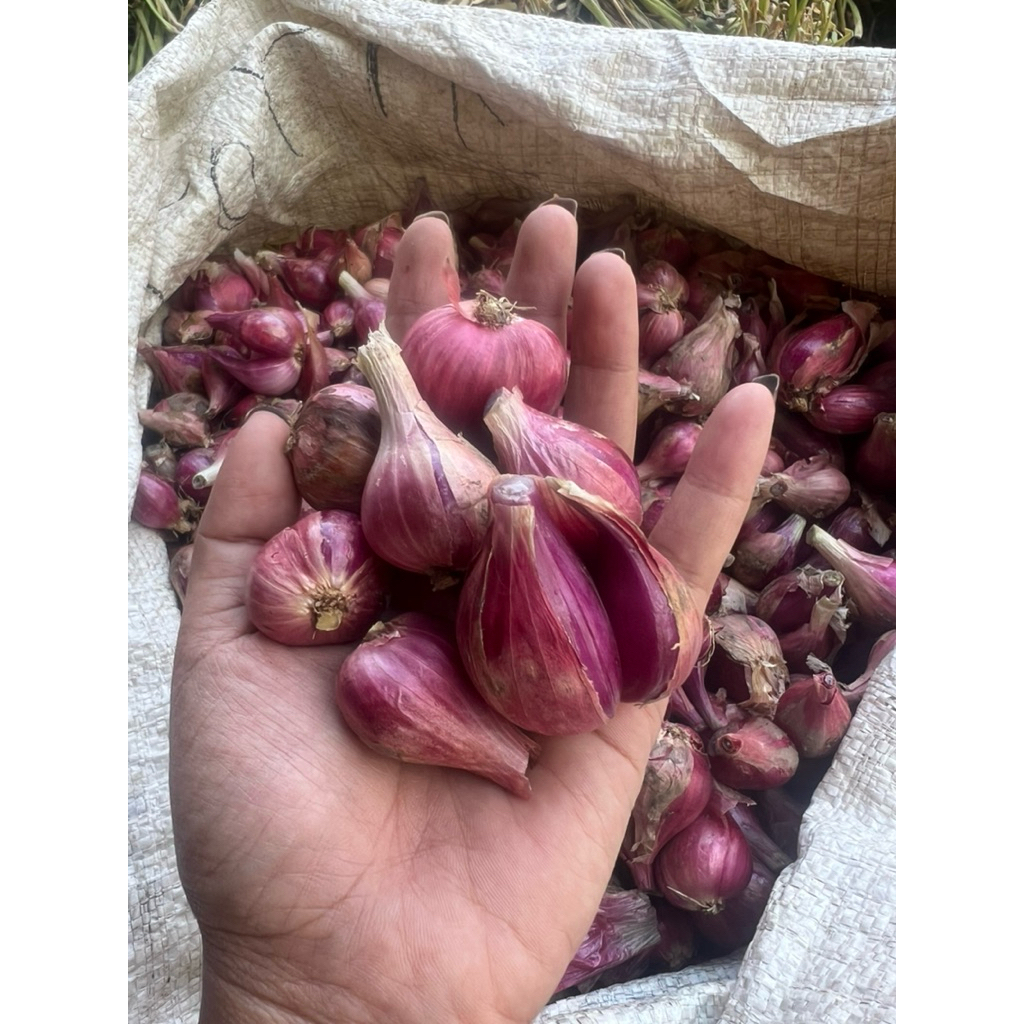 

Bawang Merah Brebes Kualitas Terbaik