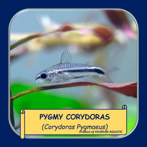 IKAN HIAS AIR TAWAR - CORYDORAS PYGMY / PYGMY CORYDORAS / CORYDORAS KERDIL / CORYDORAS MINI (IKAN PE