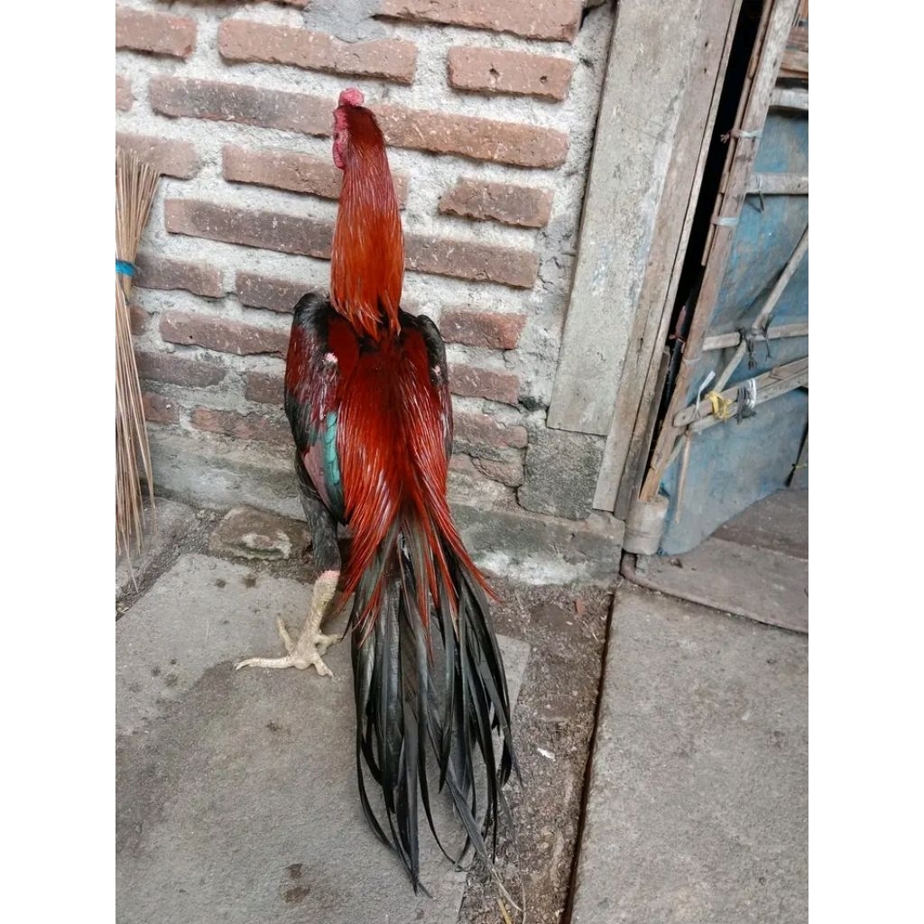 

telur bakok brending import aduan kualitas bisa di tetaskan