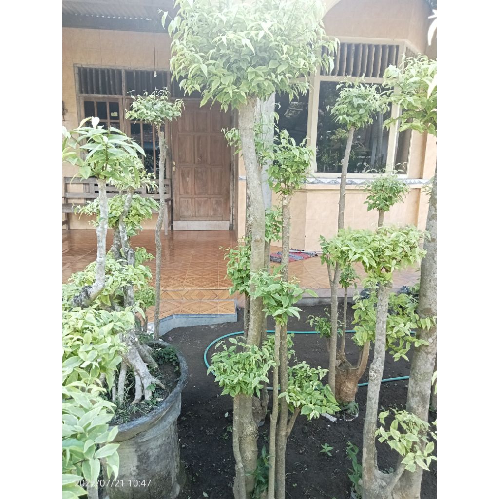 Bonsai anting putri ukuran jumbo