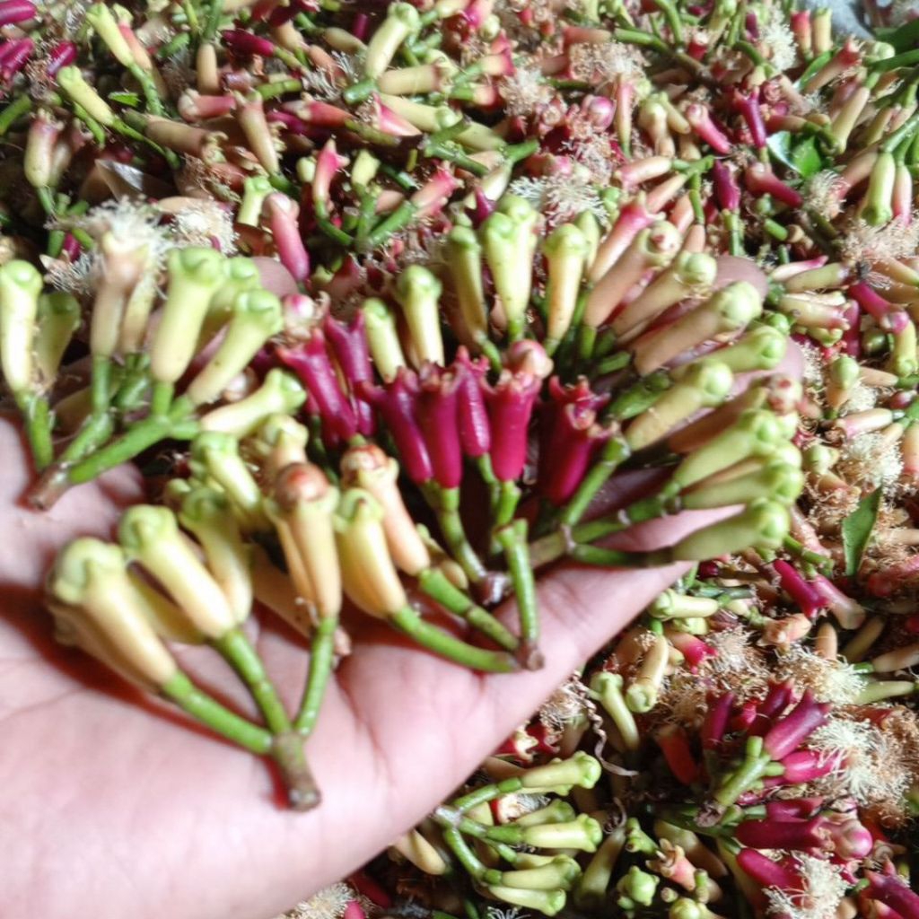 

cengkeh basah masih ada gagangnya