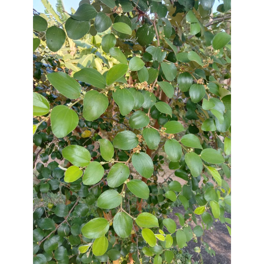 

Daun bidara arab fresh paket 120 helai