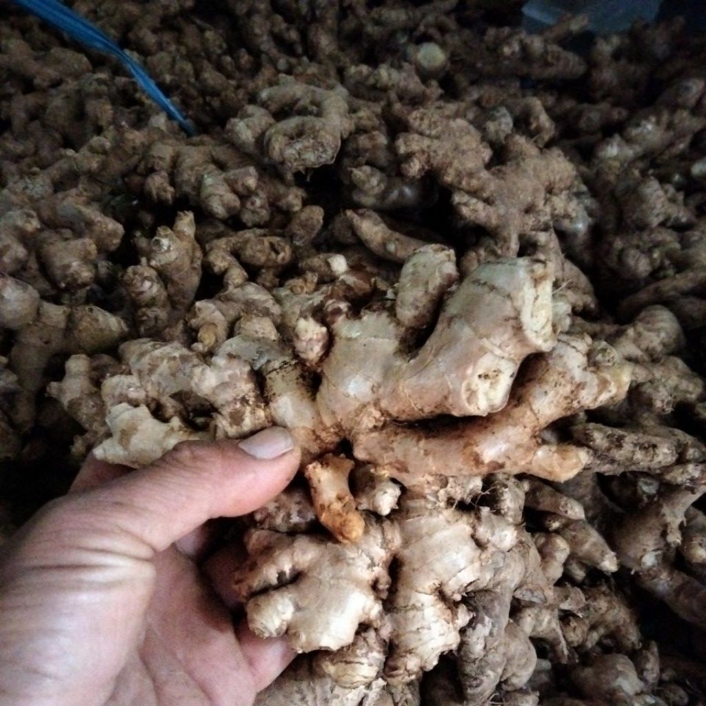 

jahe emprit Paris super pedas (belum cuci)1kg