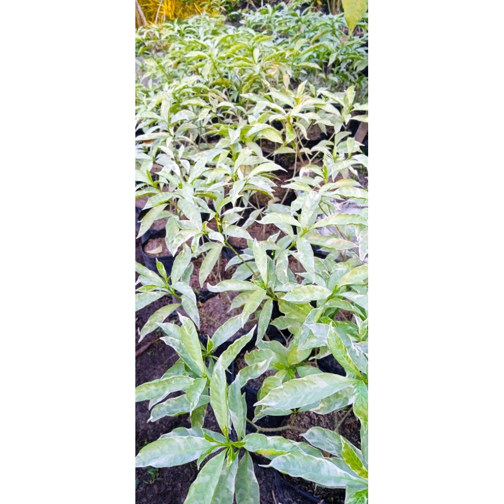 Tanaman hias Gandarusa/Gandarusa varighata