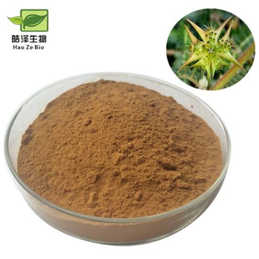 

Bubuk Purwoceng 100Gr Asli Tanpa Campuran