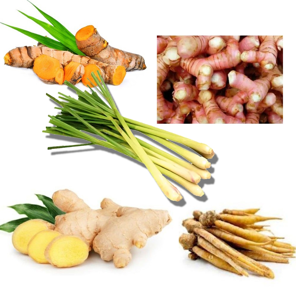 

Jahe Kunyit Laos Sere Temu kunci Temu Lawak Kencur