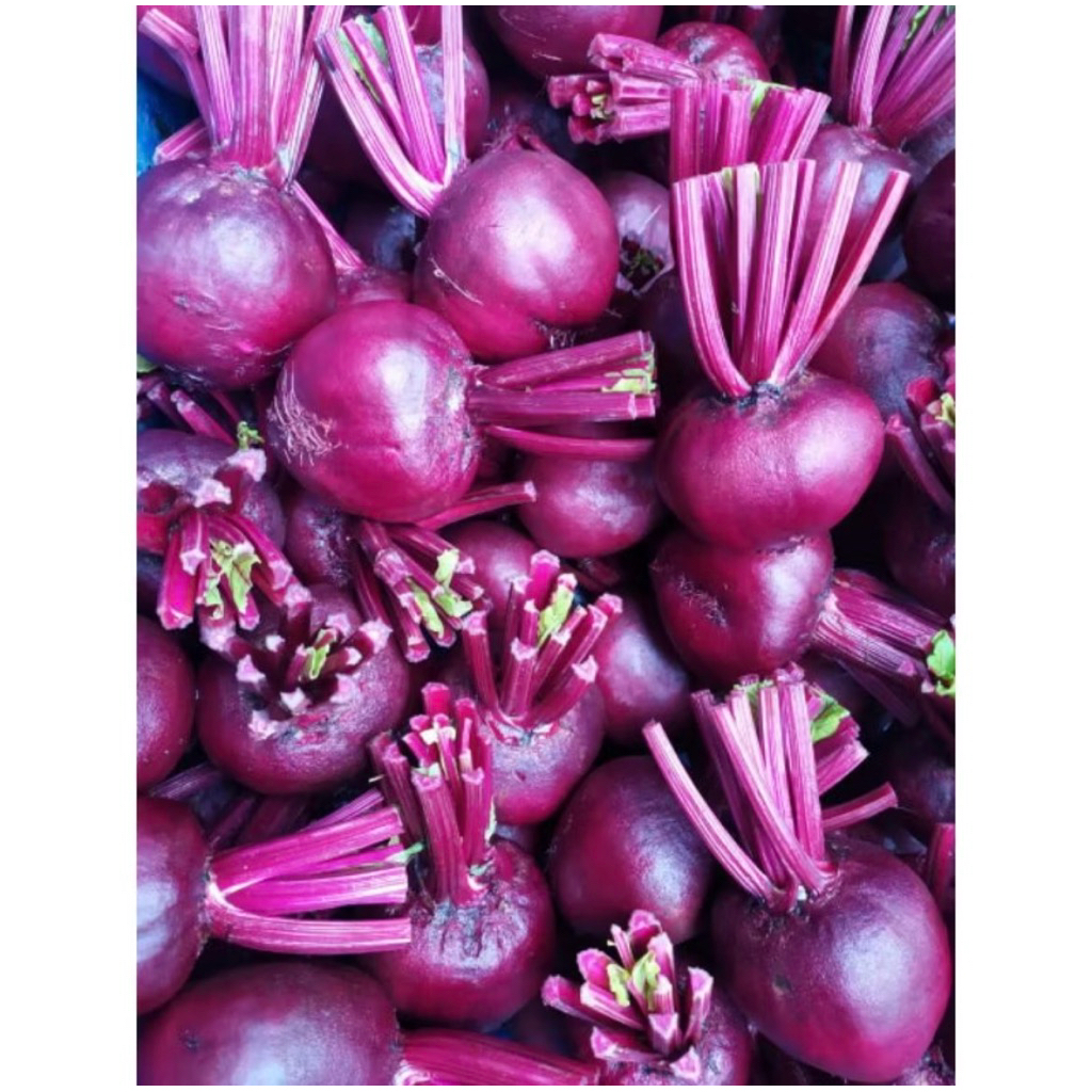 

Buah Bit Seger 1kg Standar Supermarket
