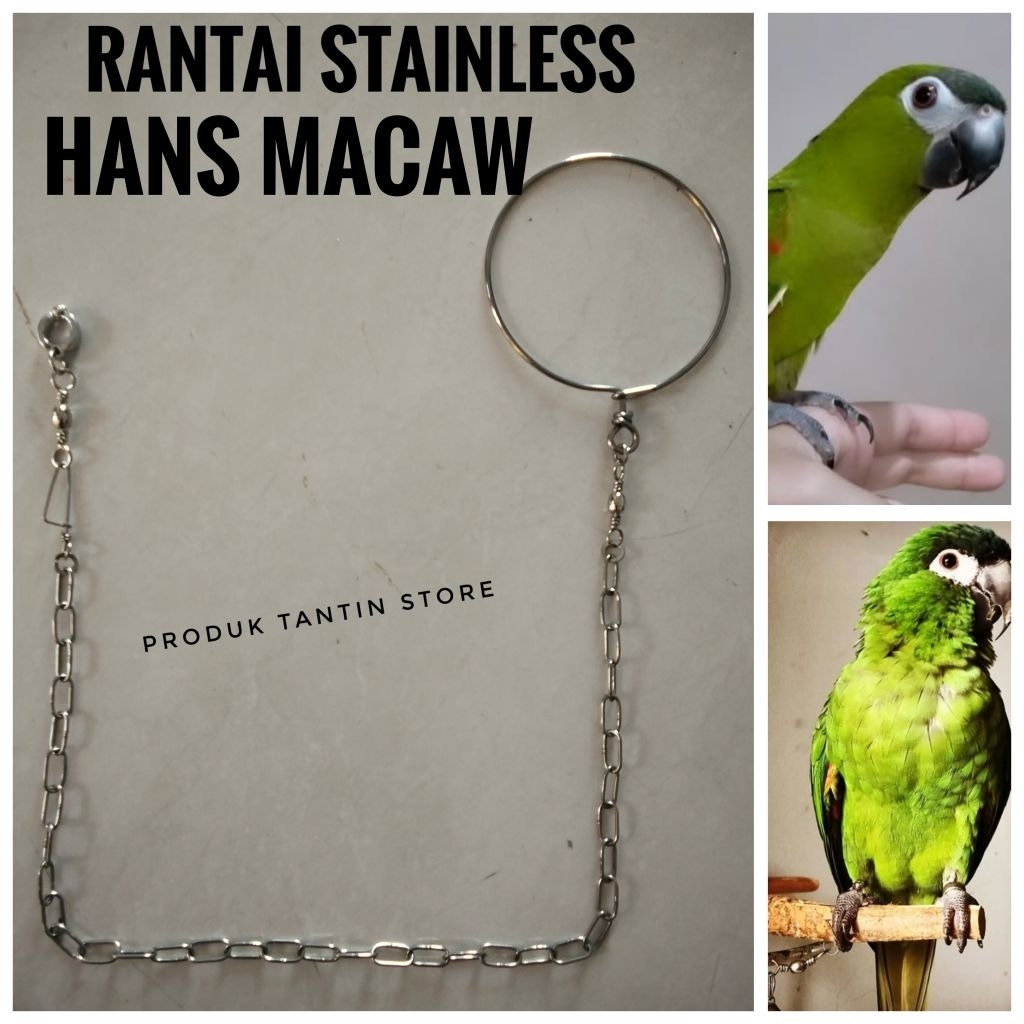 Rantai Stainles Burung Parrot Hans Macaw