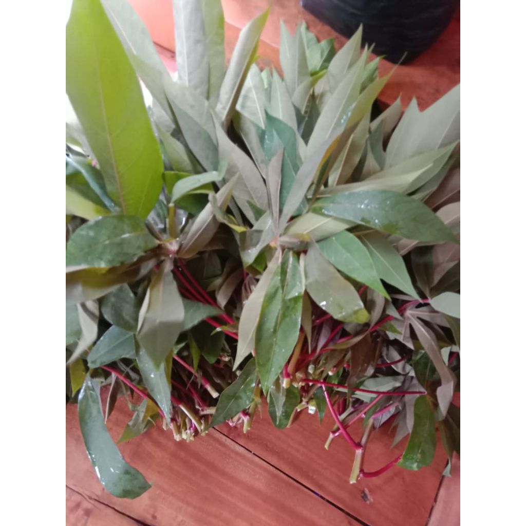 

daun singkong muda segar 1 ikat (isi 15 pucuk)