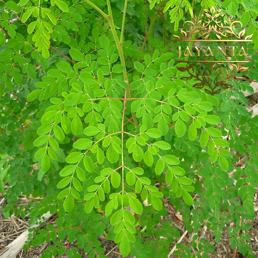 

Daun Kelor Segar Fresh Moringa Herbal Tradisional