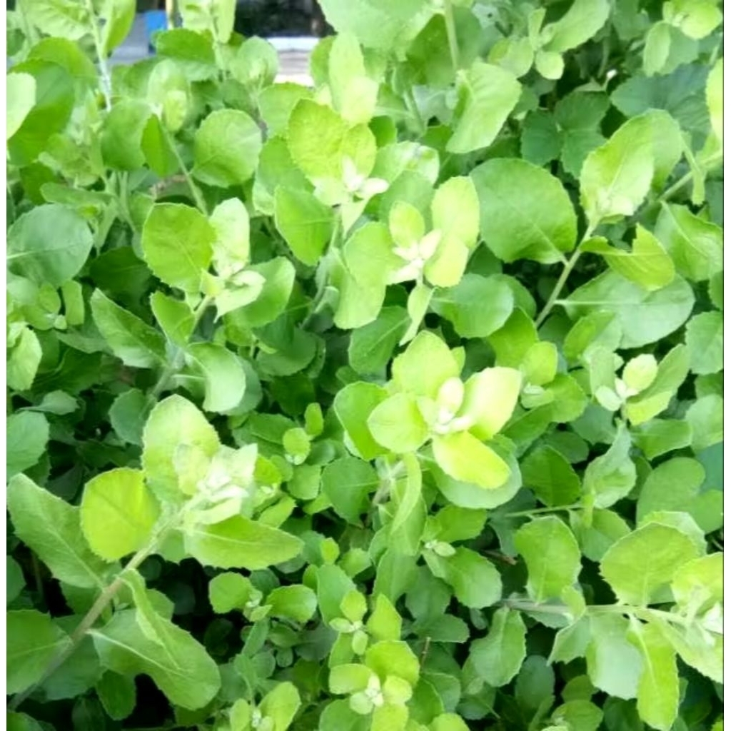 

Daun Bluntas segar 50 lembar dipetik saat ada pesanan