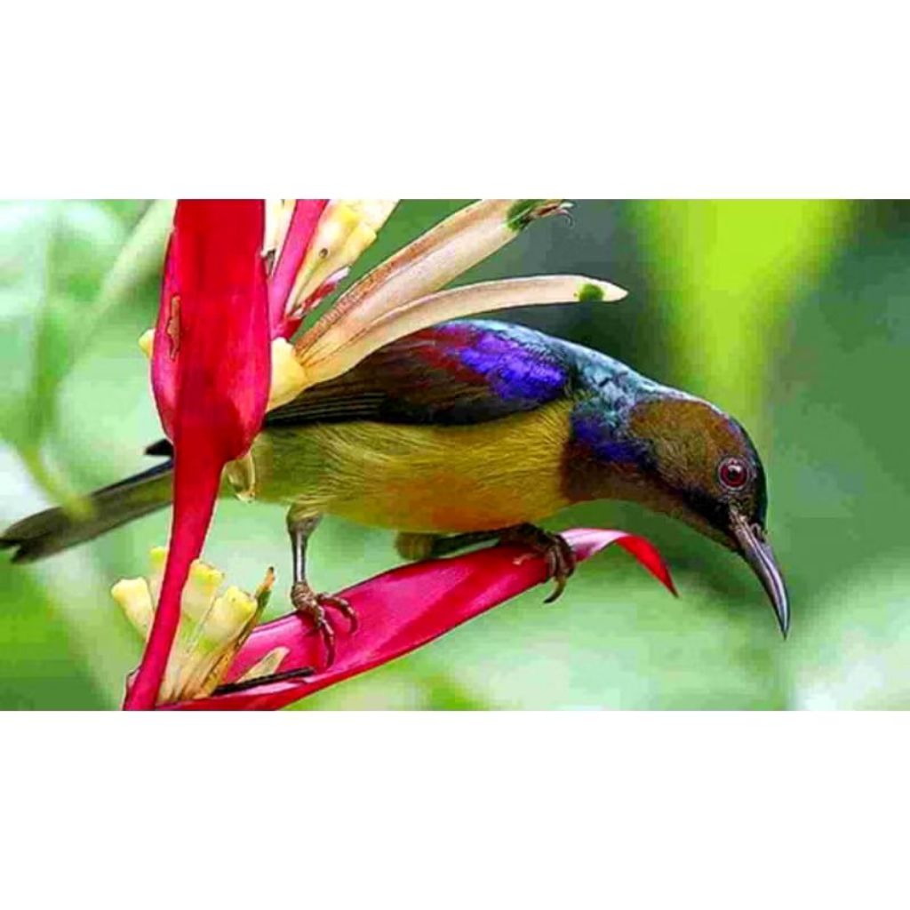 Kolibri kelapa/ Korlap Tersedia jantan, betina dan pasangan