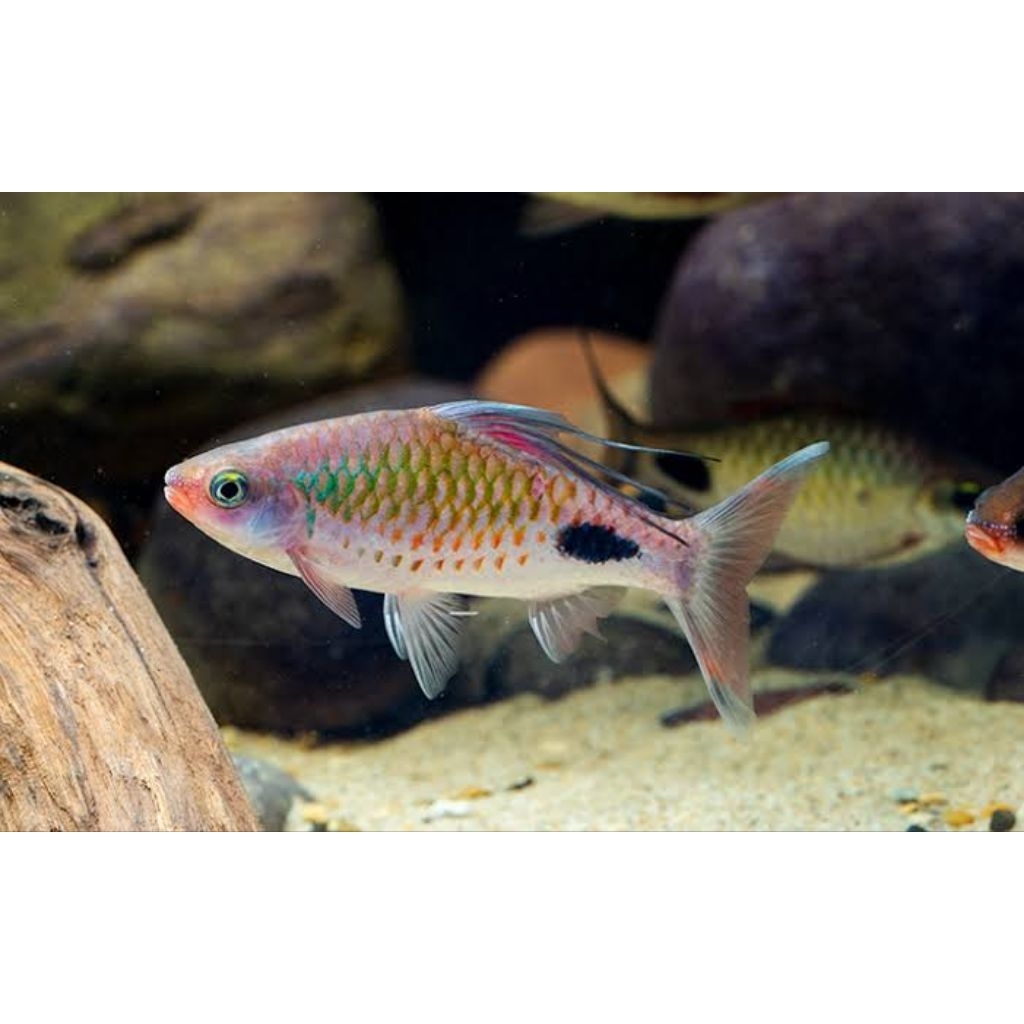 

Stiker Dawkinsia Filamentosa