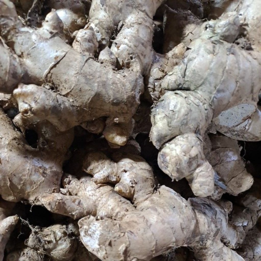 

Jahe Ginger Segar Murah Bandung