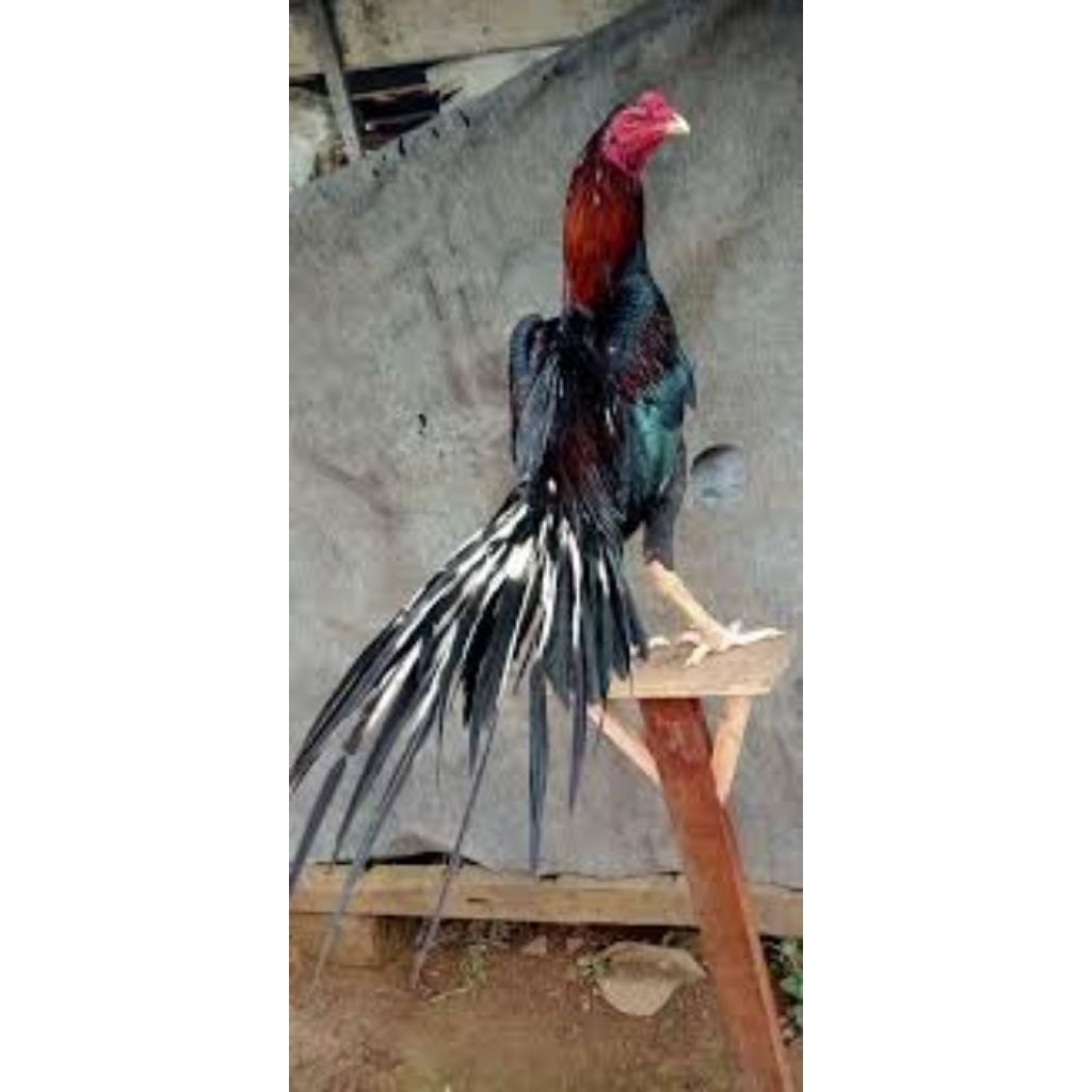 

Telur Tetas Ayam Ekor Lidi Fertil siap untuk ditetaskan