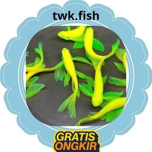 Stike danio slayer warna kuning,isi 5 / danio slayer