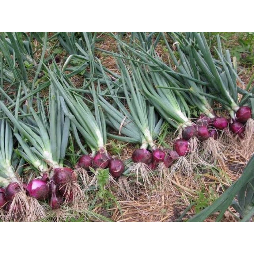 

15 BIJI BAWANG MERAH JAWA PADANG BREBES/ BAWANG MERAH